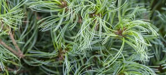 R Pinus strobus 'Tiny Curls'