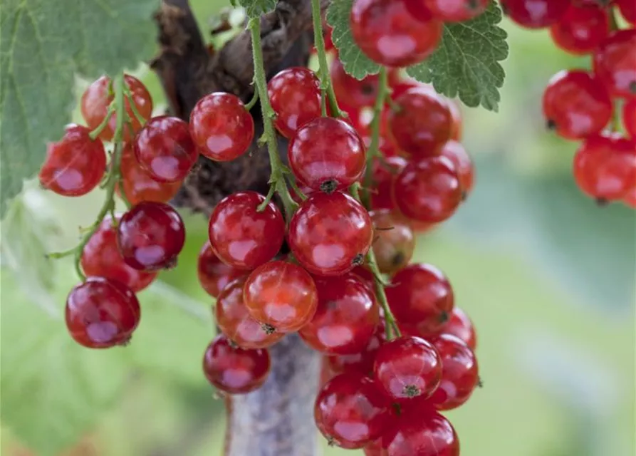 Johannisbeere Polar Fruits® 'Red Currant Berry'