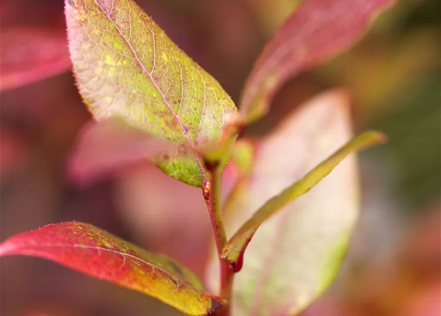 Vaccinium corymbosum 'Bluecrop'