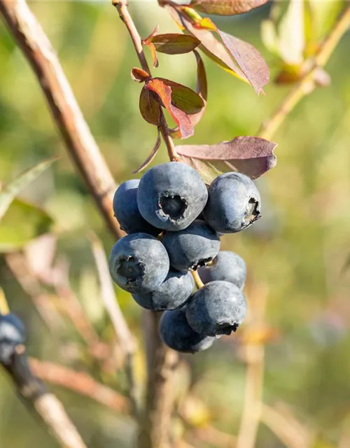 Vaccinium corymbosum 'Bluecrop'