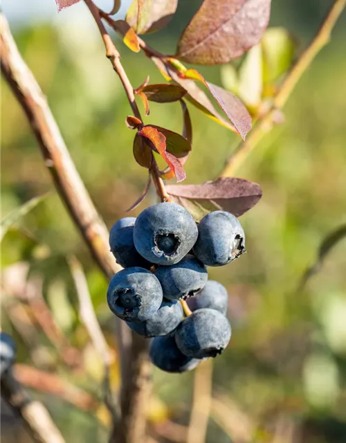 Vaccinium corymbosum 'Bluecrop'