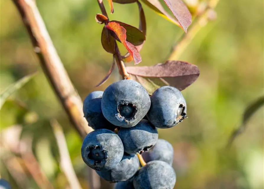 Vaccinium corymbosum 'Bluecrop'