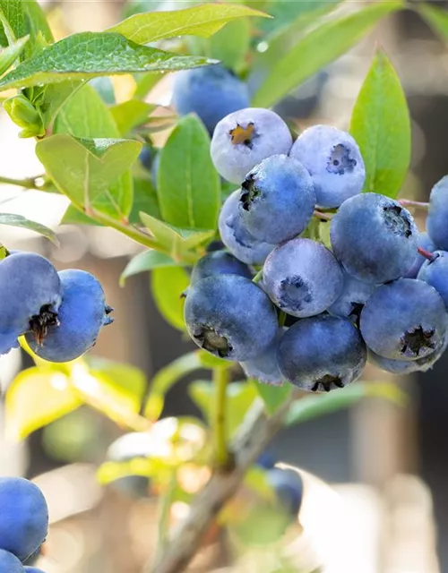 Vaccinium corymbosum 'Bluecrop'