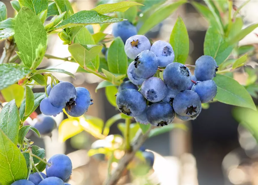 Vaccinium corymbosum 'Bluecrop'