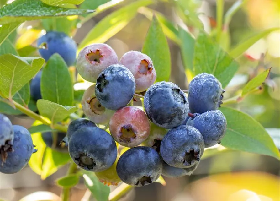 Vaccinium corymbosum 'Bluecrop'