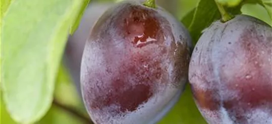 Zwetsche 'Bühler Frühzwetsche'