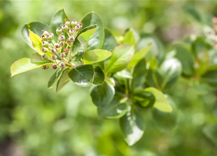 Aronia melanocarpa 'Viking' Fruchtbengel