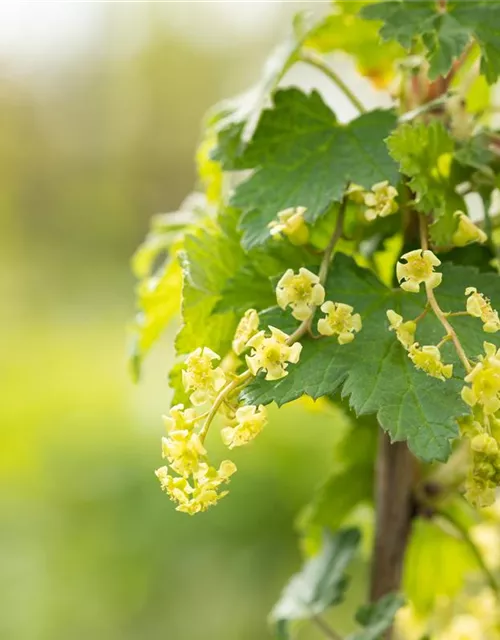 Johannisbeere Polar Fruits® 'White Currant Berry'