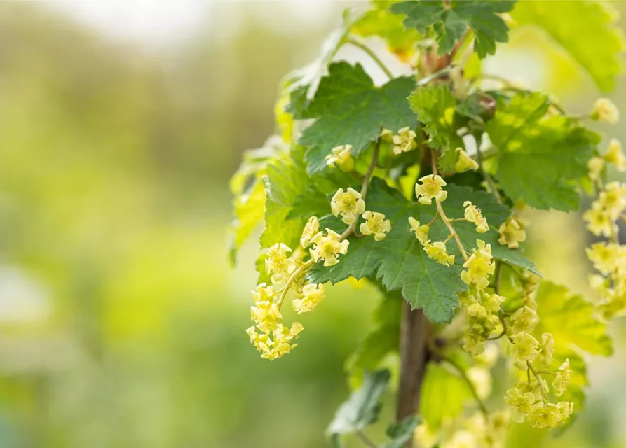 Johannisbeere Polar Fruits® 'White Currant Berry'