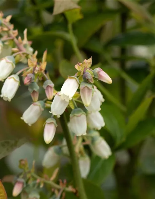 Heidelbeere 'Brigitta'