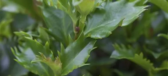 Ilex meserveae 'Little Rascal'®