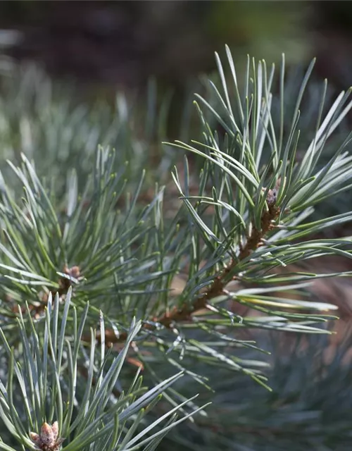 R Pinus sylvestris 'Glauca'