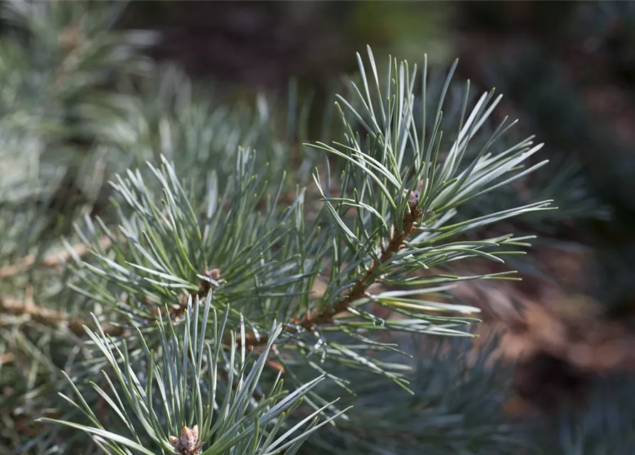 R Pinus sylvestris 'Glauca'