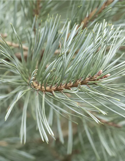 R Pinus sylvestris 'Glauca'