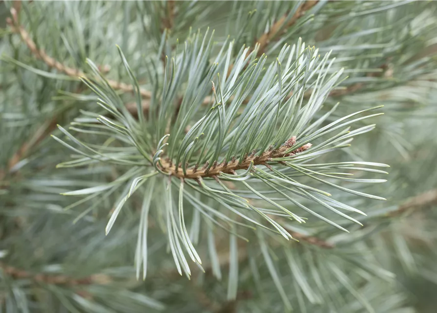 R Pinus sylvestris 'Glauca'