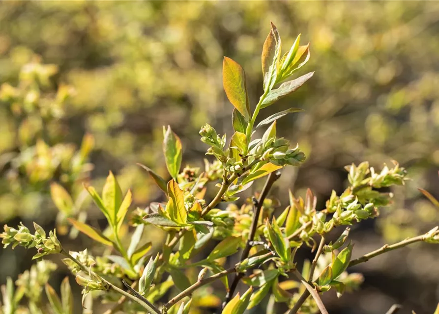 Heidelbeere 'Sierra'