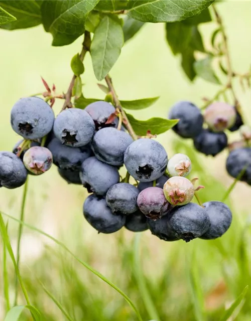 Vaccinium corymbosum 'Duke'