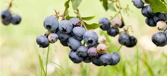 Vaccinium corymbosum 'Duke'