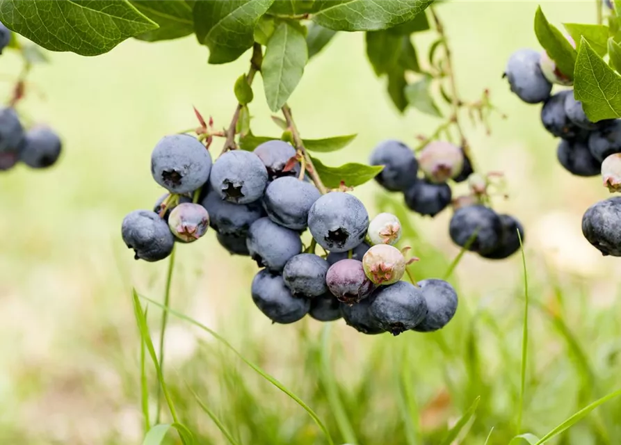 Vaccinium corymbosum 'Duke'