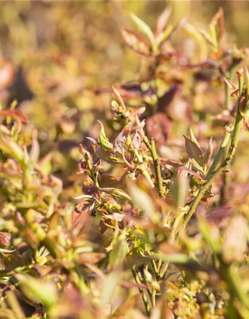 Vaccinium corymbosum 'Duke'