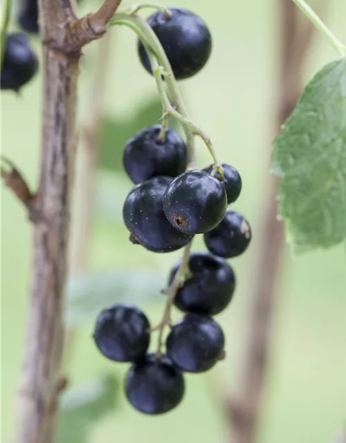 Johannisbeere Polar Fruits® 'Black Currant Berry'