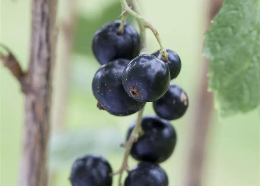 Johannisbeere Polar Fruits® 'Black Currant Berry'