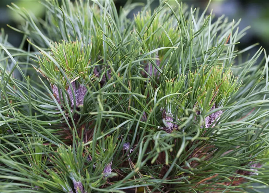 Pinus mugo 'Varella'