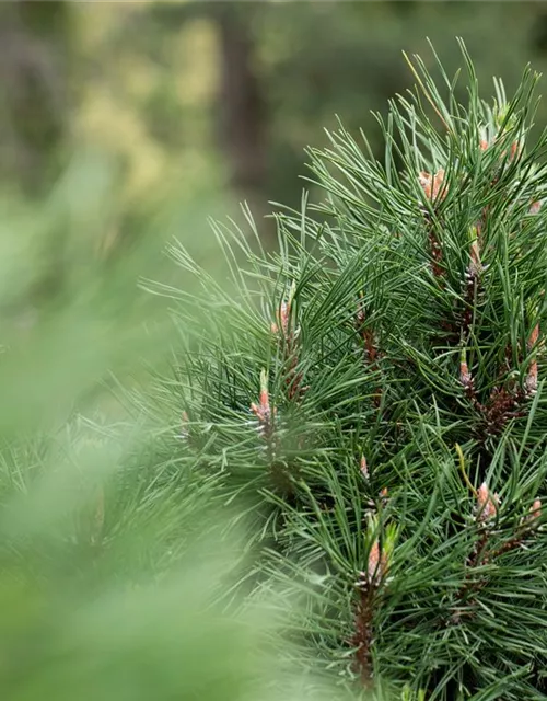 Pinus mugo 'Varella'