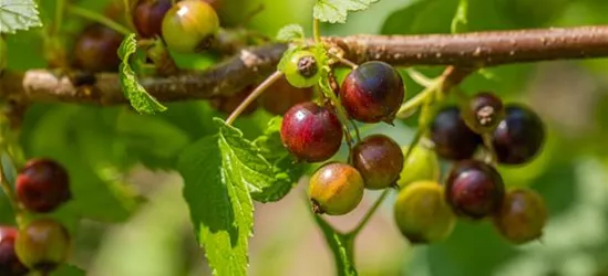 Ribes nigrum 'Ben Sarek' CAC