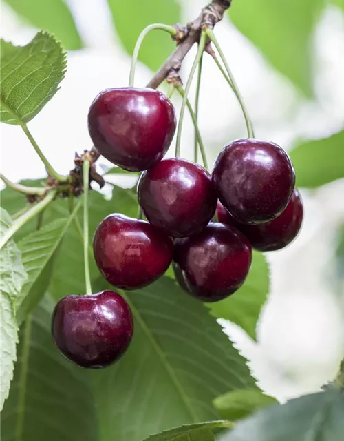 Prunus avium 'Große Schwarze Knorpelkirsche'