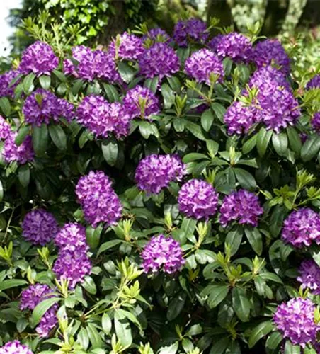 Catawba-Rhododendron 'Grandiflorum'