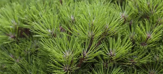 R Pinus nigra 'Marie Bregeon'®