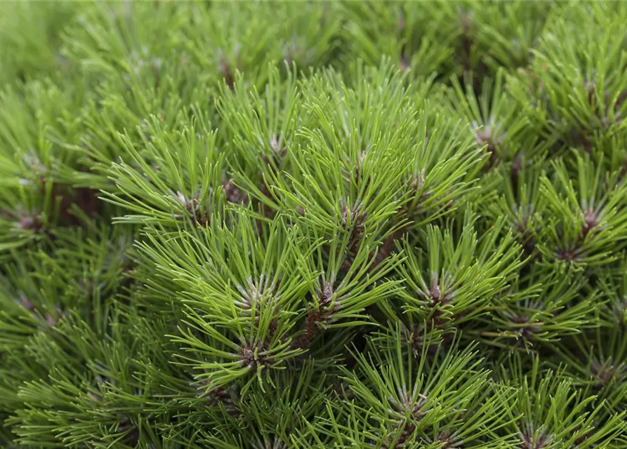 R Pinus nigra 'Marie Bregeon'®