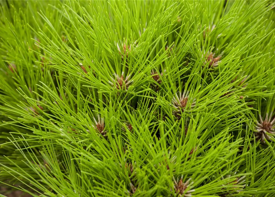 R Pinus nigra 'Marie Bregeon'®