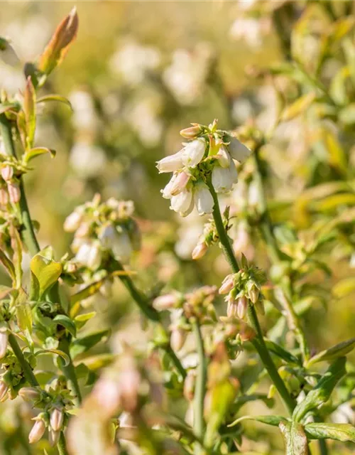 Heidelbeere 'Hortblue Petite'®