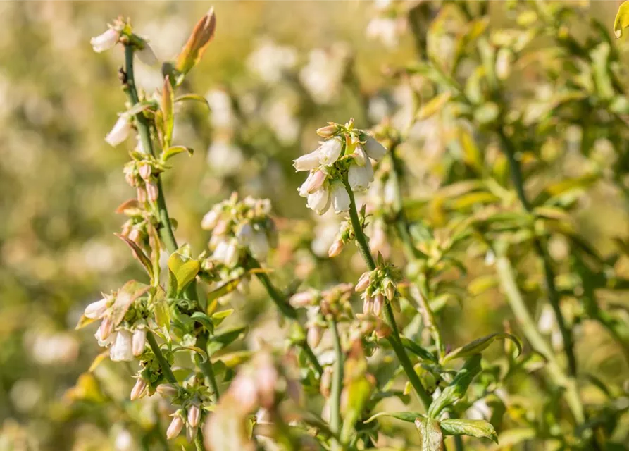 Heidelbeere 'Hortblue Petite'®