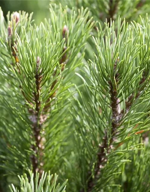 Pinus mugo 'Carsten's Wintergold'