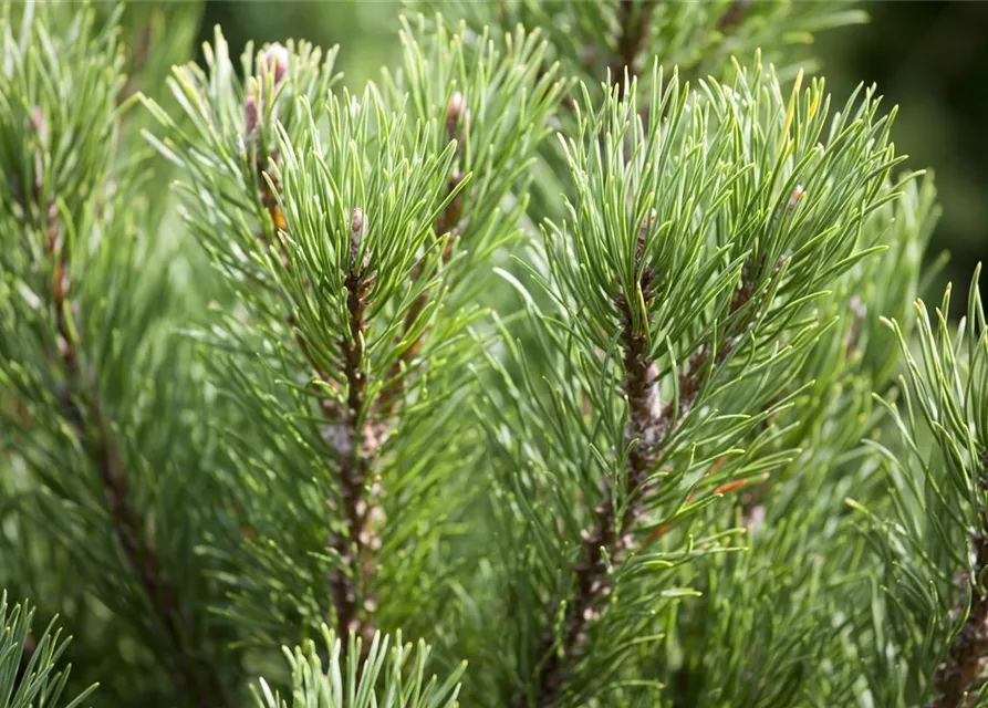 Pinus mugo 'Carsten's Wintergold'