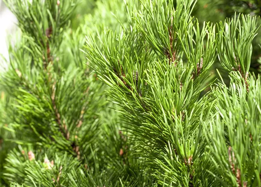 Pinus mugo 'Carsten's Wintergold'