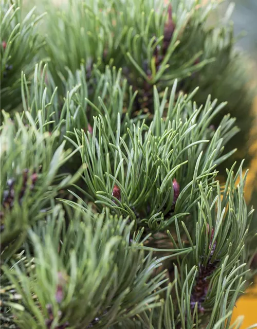 Pinus mugo 'Carsten's Wintergold'