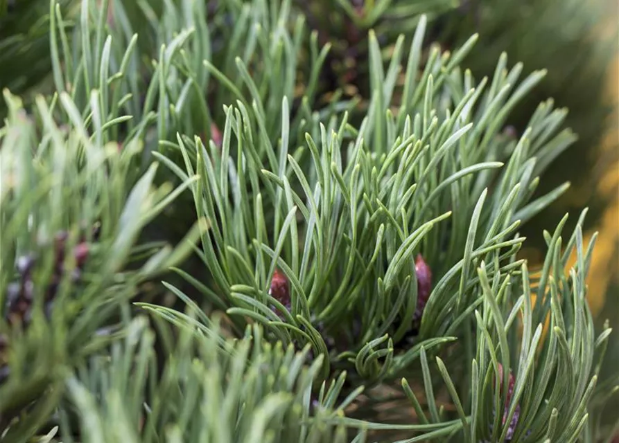 Pinus mugo 'Carsten's Wintergold'