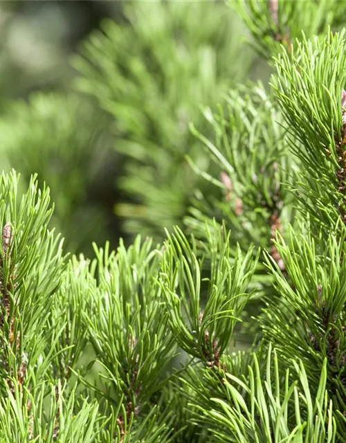 Pinus mugo 'Carsten's Wintergold'