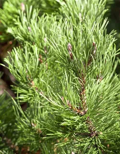 Pinus mugo 'Carsten's Wintergold'