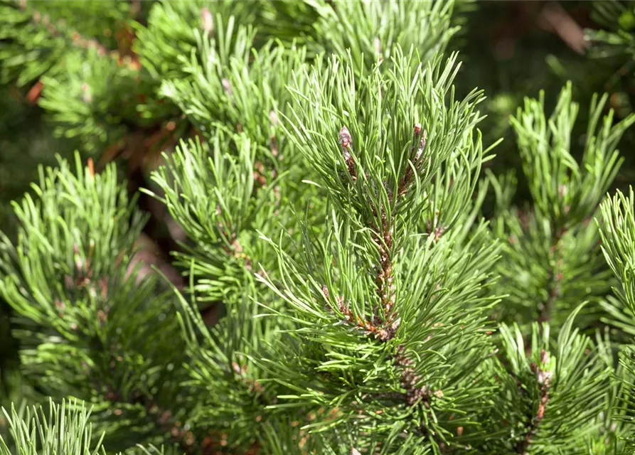 Pinus mugo 'Carsten's Wintergold'