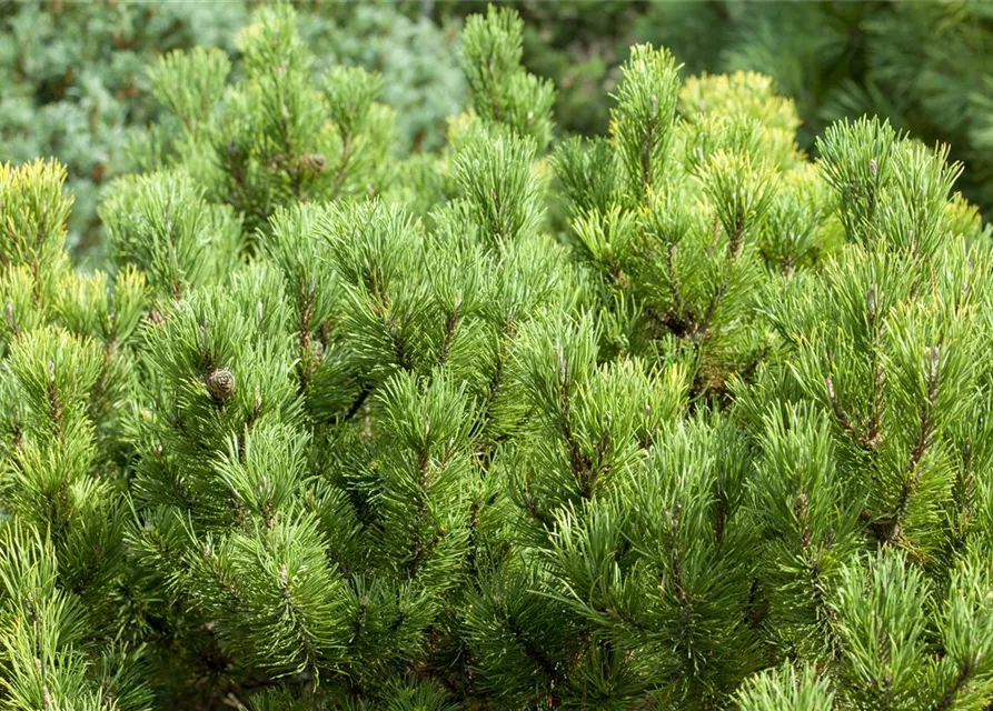 Pinus mugo 'Carsten's Wintergold'