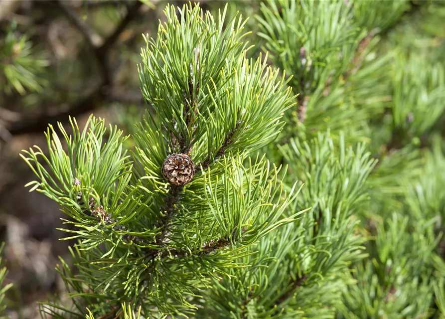 Pinus mugo 'Carsten's Wintergold'