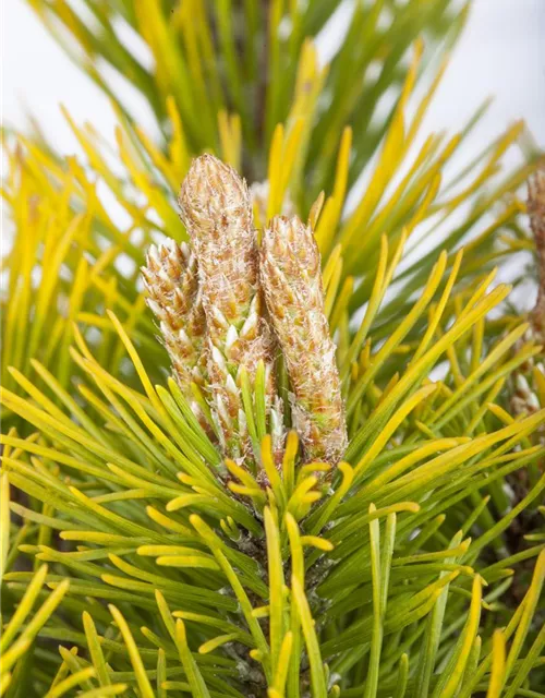 Pinus mugo 'Carsten's Wintergold'