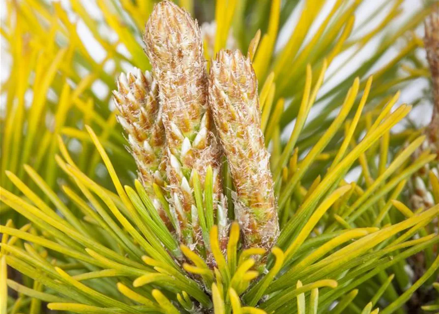 Pinus mugo 'Carsten's Wintergold'