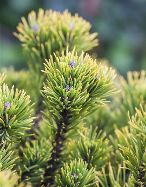 Pinus mugo 'Carsten's Wintergold'