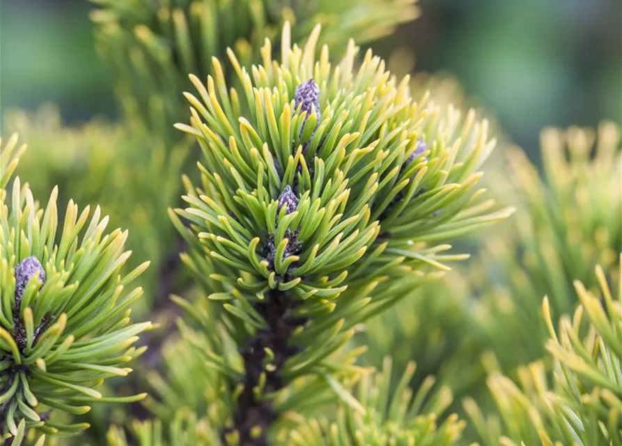 Pinus mugo 'Carsten's Wintergold'